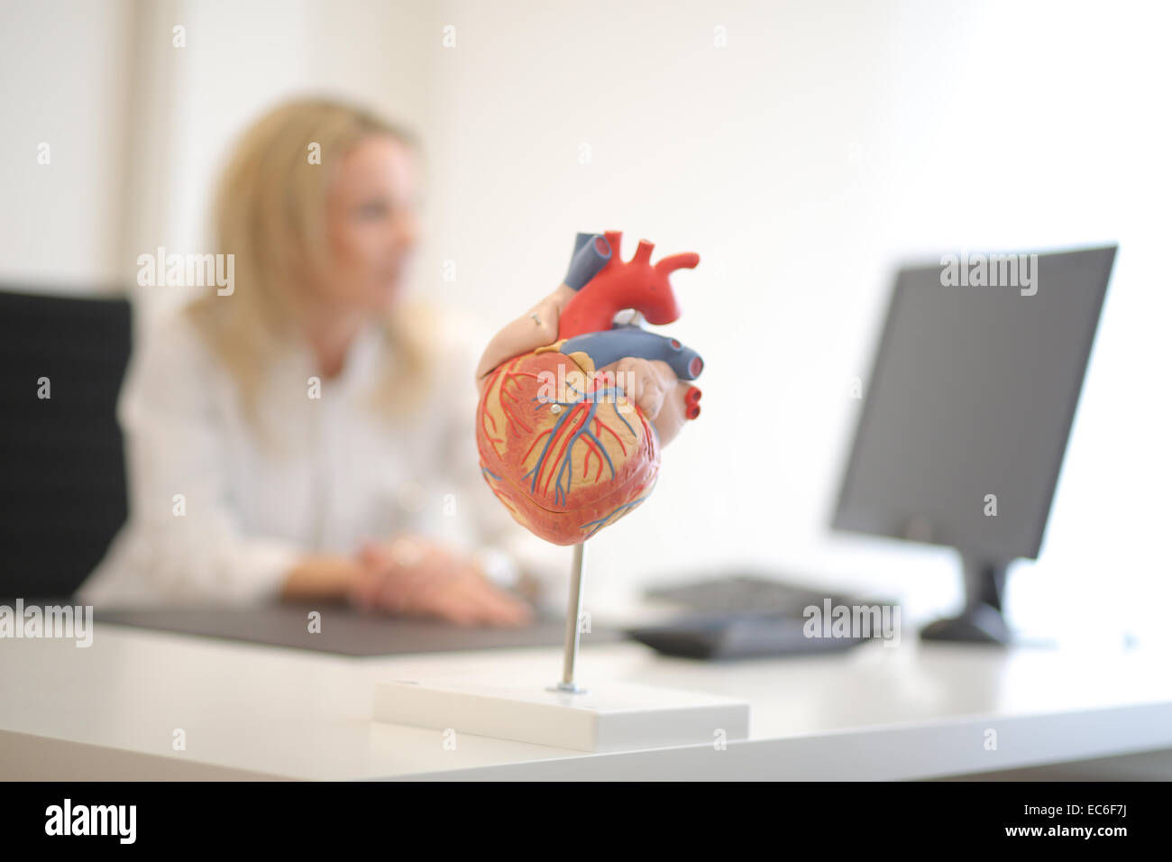 Fille du milieu de coeur modèle médical de la pratique médicale Banque D'Images