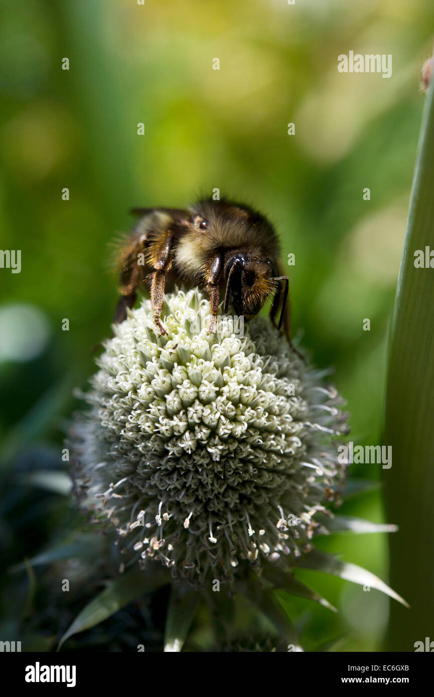Vestal Cuckoo Bee - Bombus vestalis Psithyrus Banque D'Images