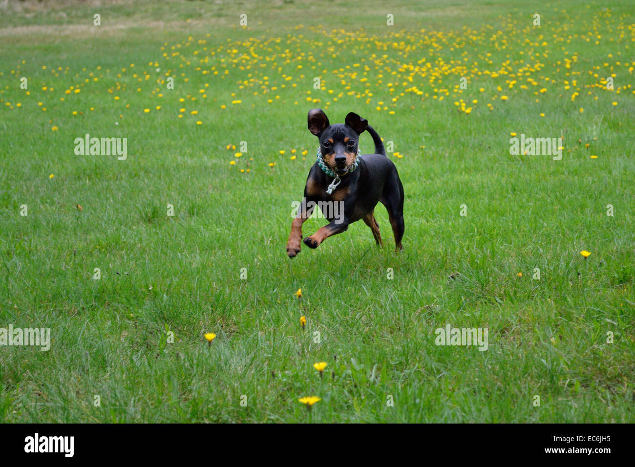 Une fédération de Toy Terrier exécutant un saut sur la prairie Banque D'Images