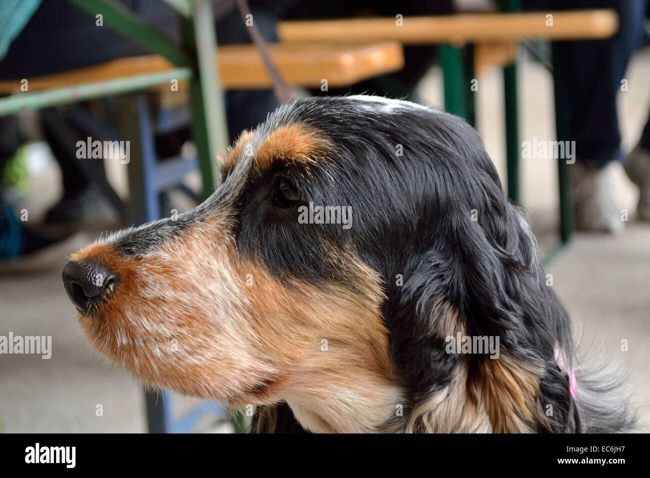 Close up d'un des portraits de chiens latéral Banque D'Images