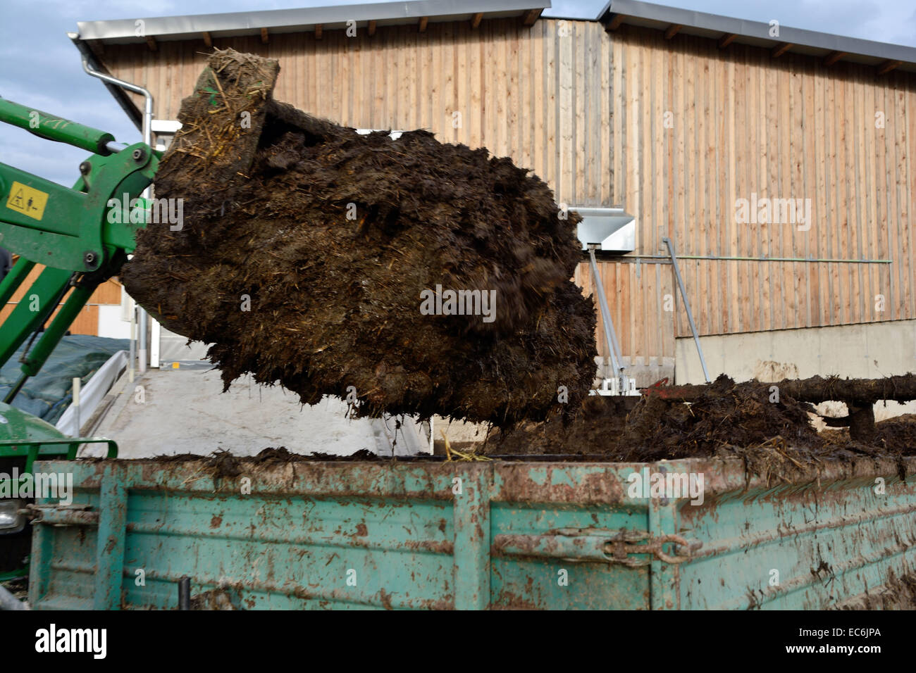 La bouse de vache est chargé avec le tracteur Banque D'Images