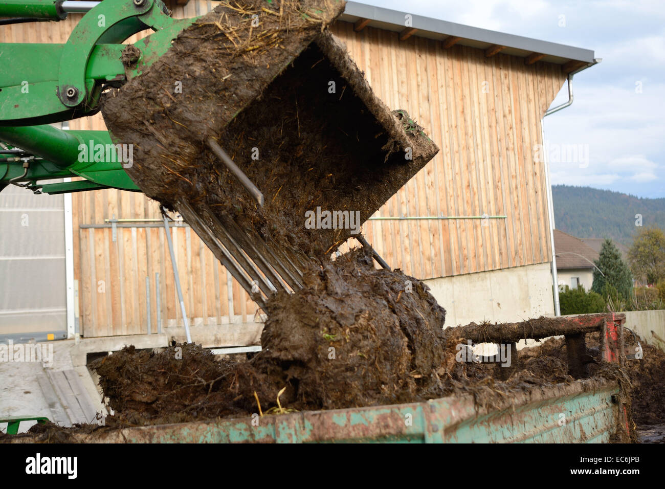 La bouse de vache est chargé avec le tracteur Banque D'Images