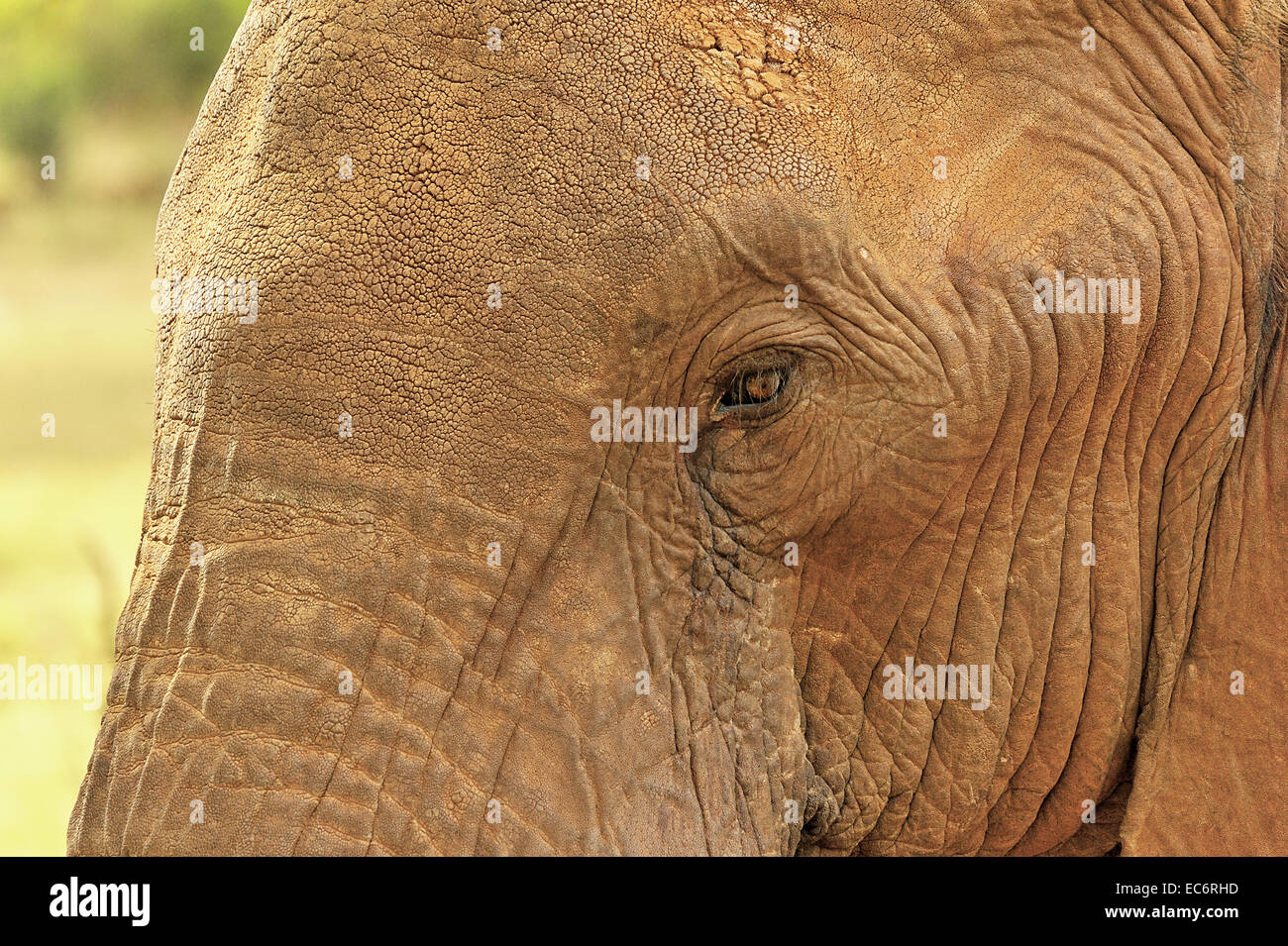De l'œil et de la tête d'un éléphant Banque D'Images