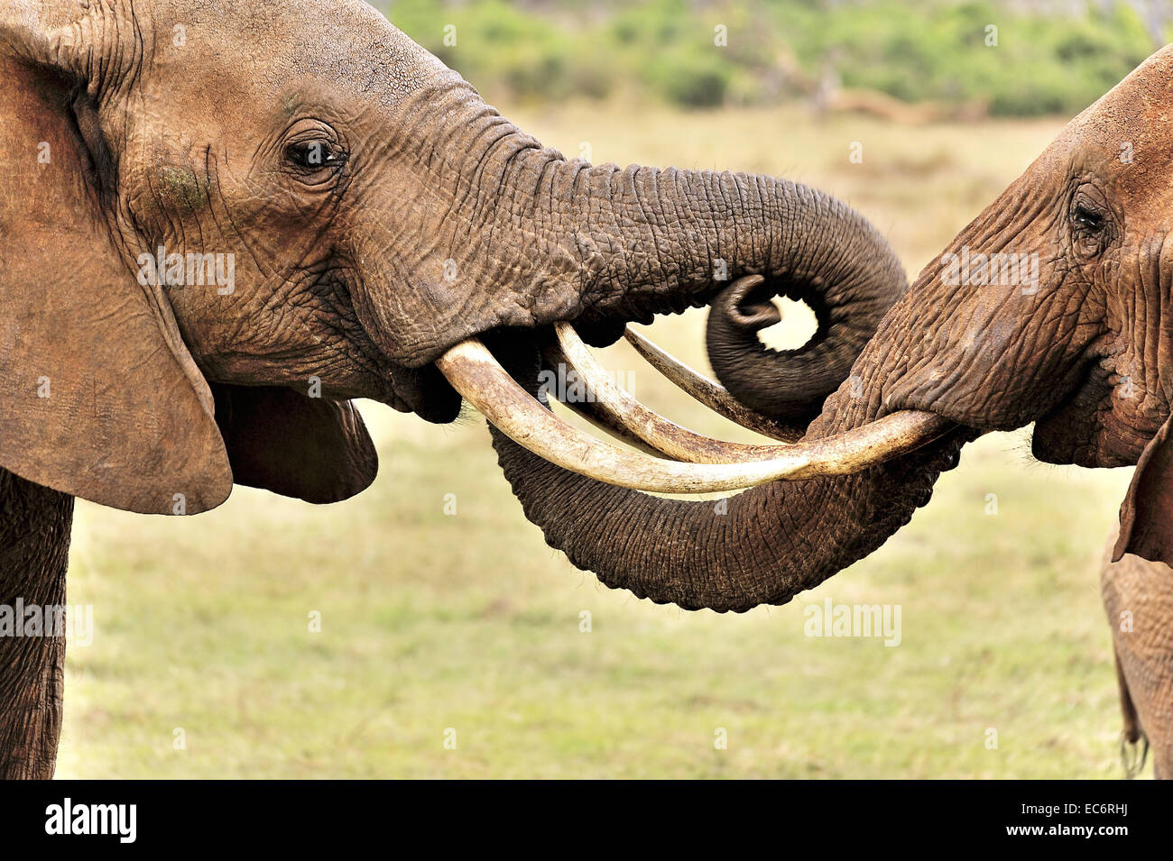 Les éléphants jouant avec leurs malles Banque D'Images