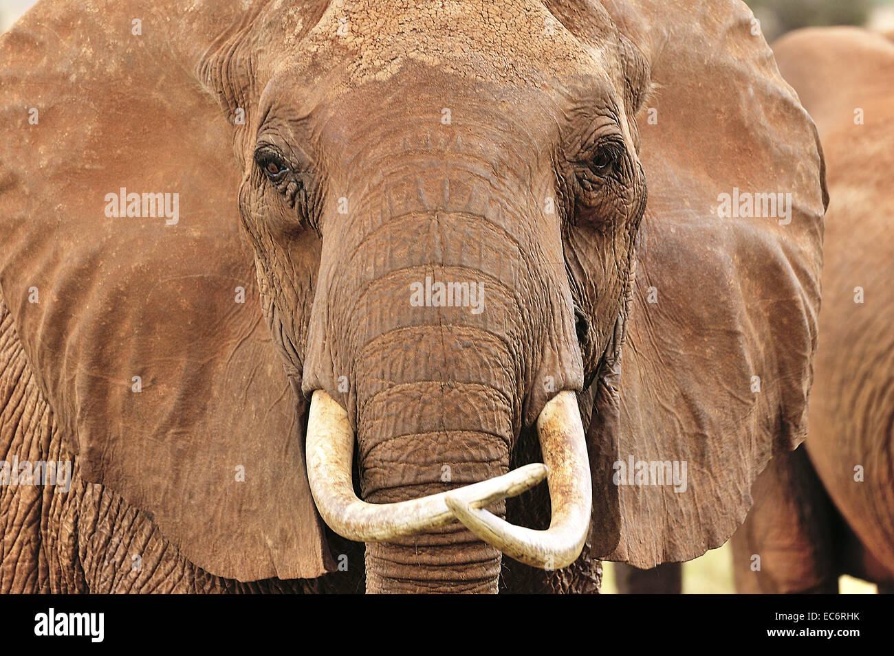 De très spécial et caractéristique d'un vieux visage d'éléphant femelle Banque D'Images