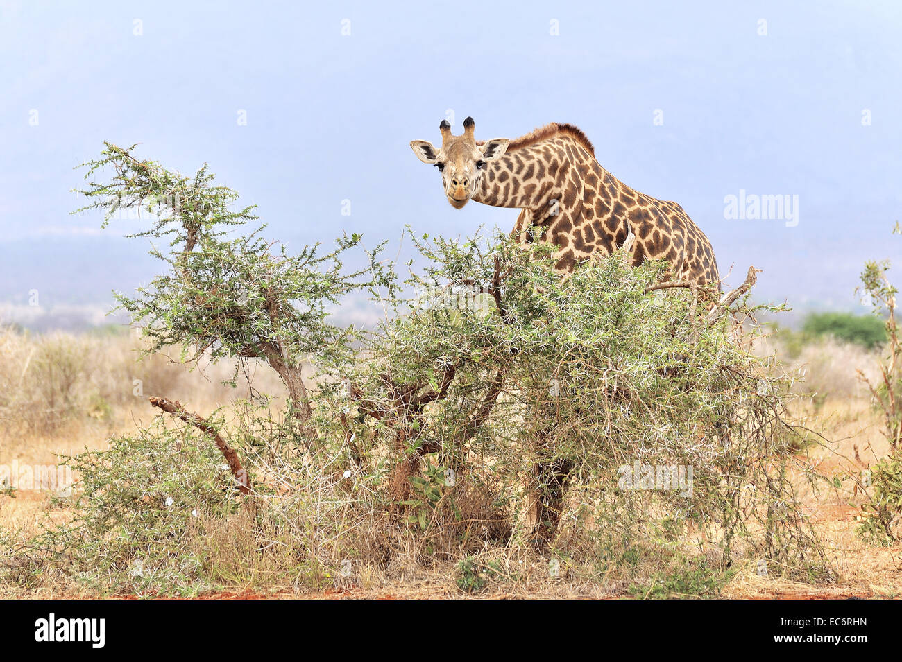 Massai-girafe Banque D'Images