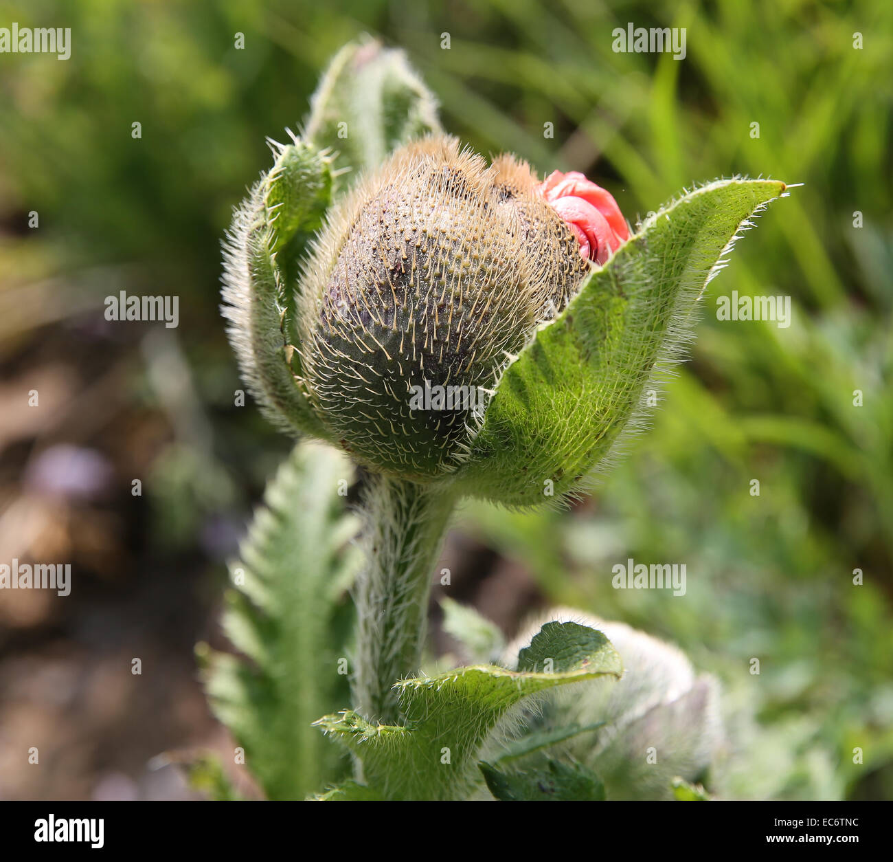 Le printemps arrive Banque D'Images