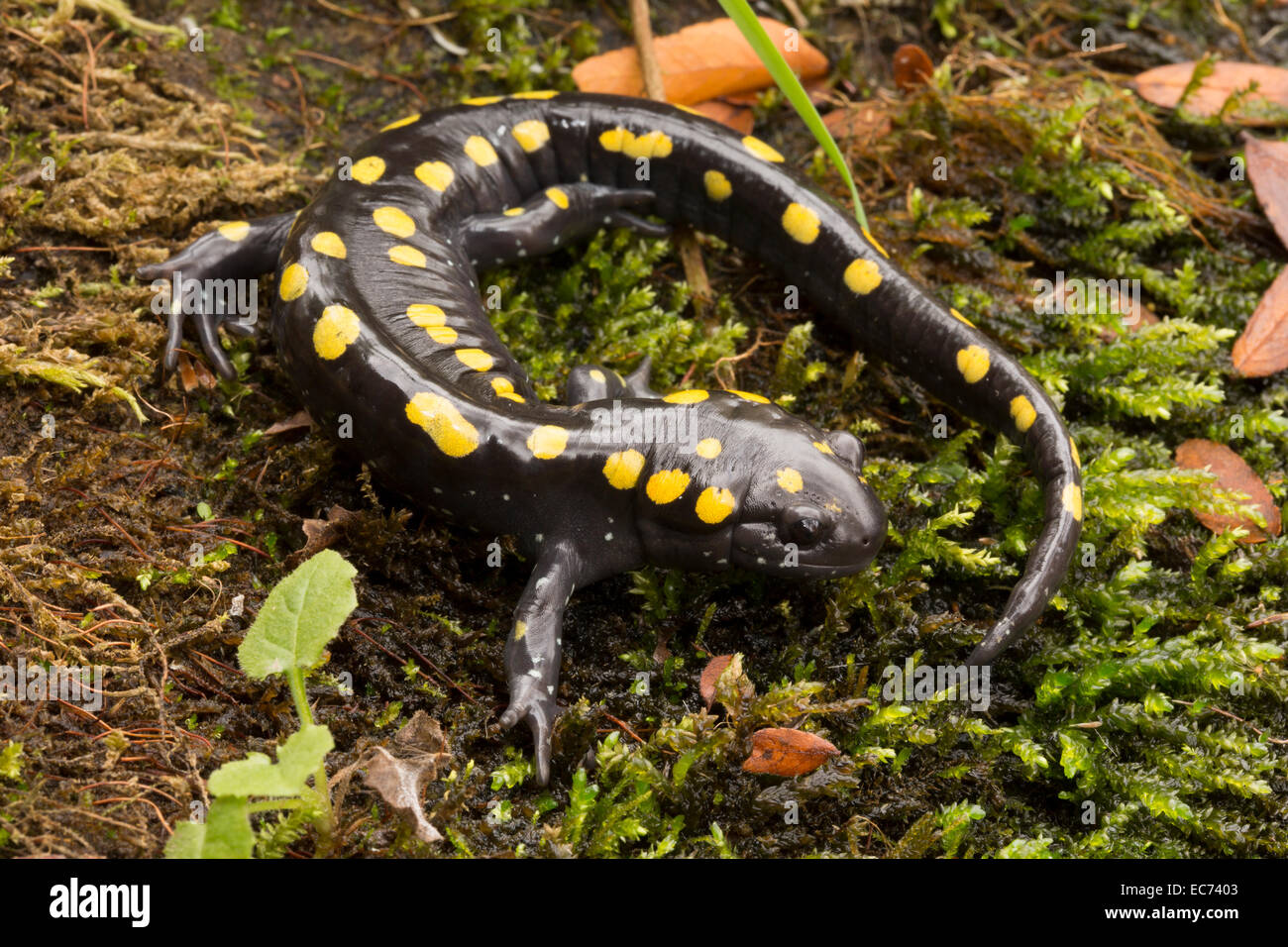 Salamandre maculée, Ambystoma maculatum, New York Banque D'Images