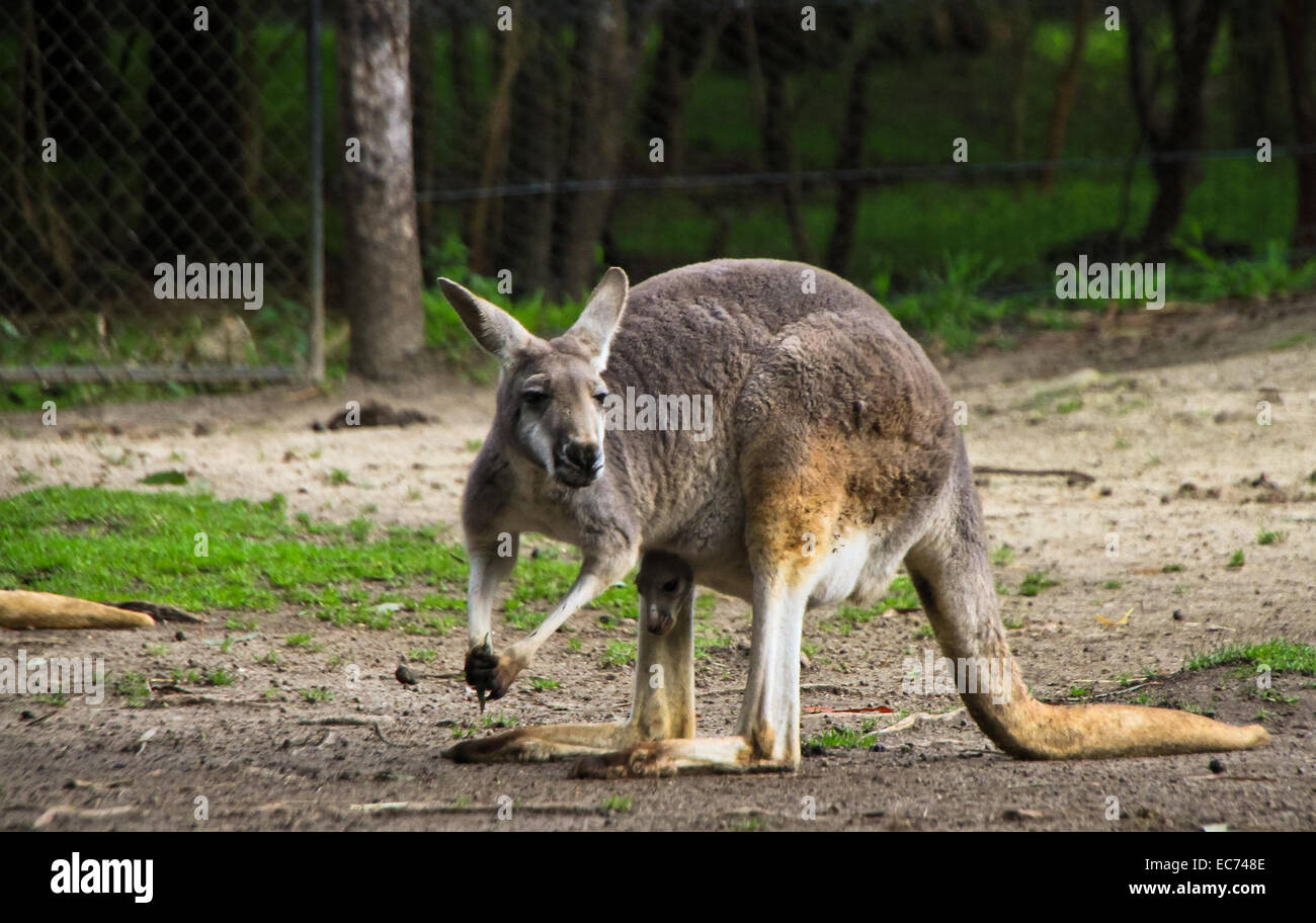 Kangourou rouge, Animal Healesville Sanctuary, Victoria, Australie Banque D'Images