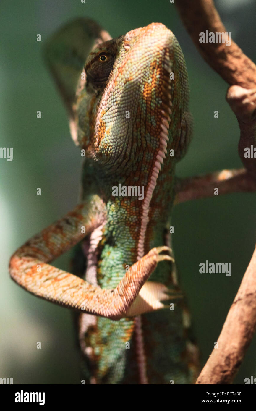 Chameleon voilée d'une succursale d'escalade Banque D'Images