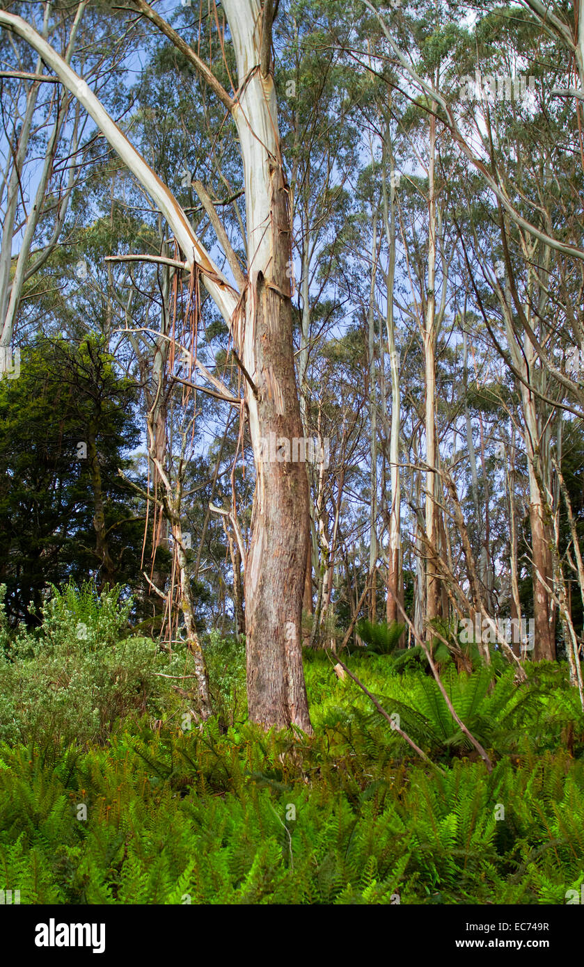 Forêt d'eucalyptus, Victoria, Australie Banque D'Images