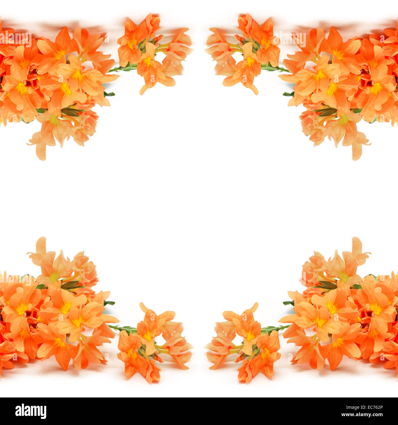 Fleur Orange pétard (Crossandras infundibuliformis), isolé sur fond blanc Banque D'Images
