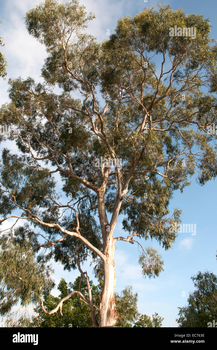 Eucalyptus mature dominant un jardin de banlieue à Melbourne, avant d'être retiré et lopped plus tard dans la journée Banque D'Images