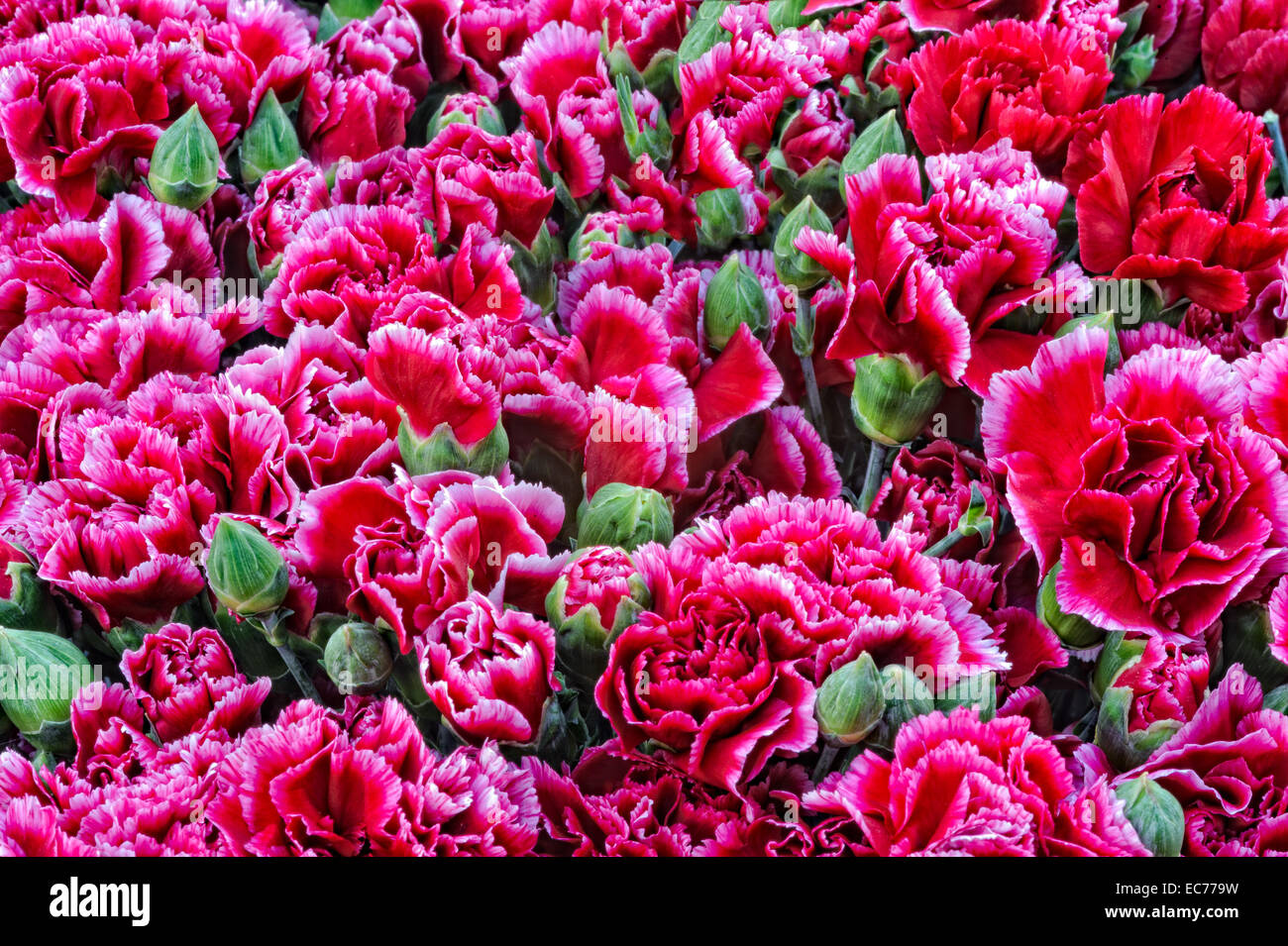 La texture du rose red carnation fleurs, karanfil turc Banque D'Images