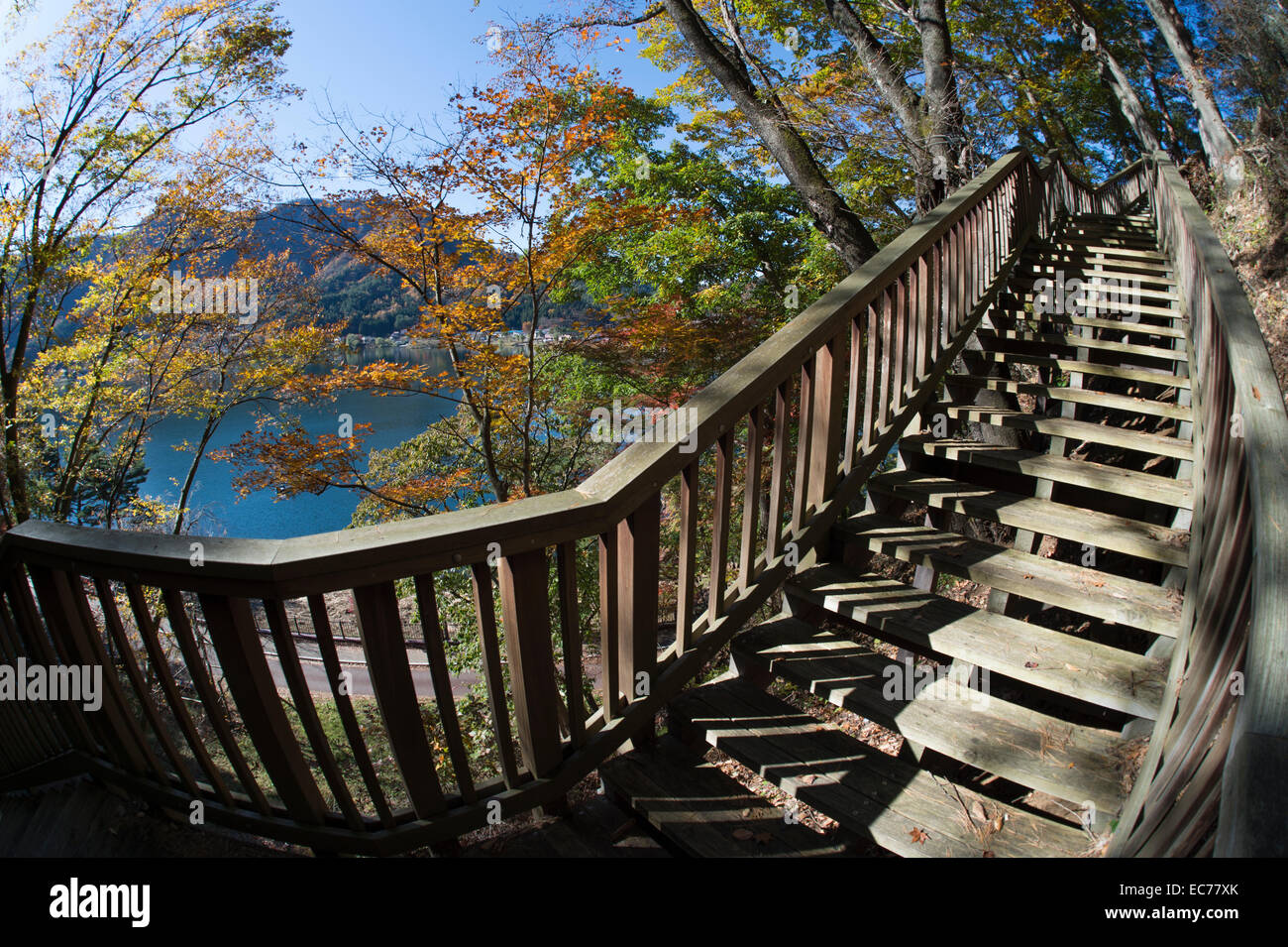 Dans l'allée des arbres sur la rive du lac Kawaguchiko, au Japon. Banque D'Images