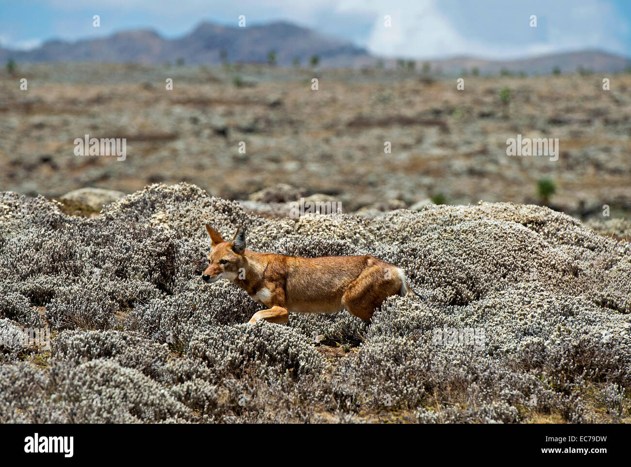 Un loup éthiopien (Canis simensis) la chasse les rongeurs, Plateau Sanetti, montagnes, de balle, d'Oromiya en Éthiopie Banque D'Images