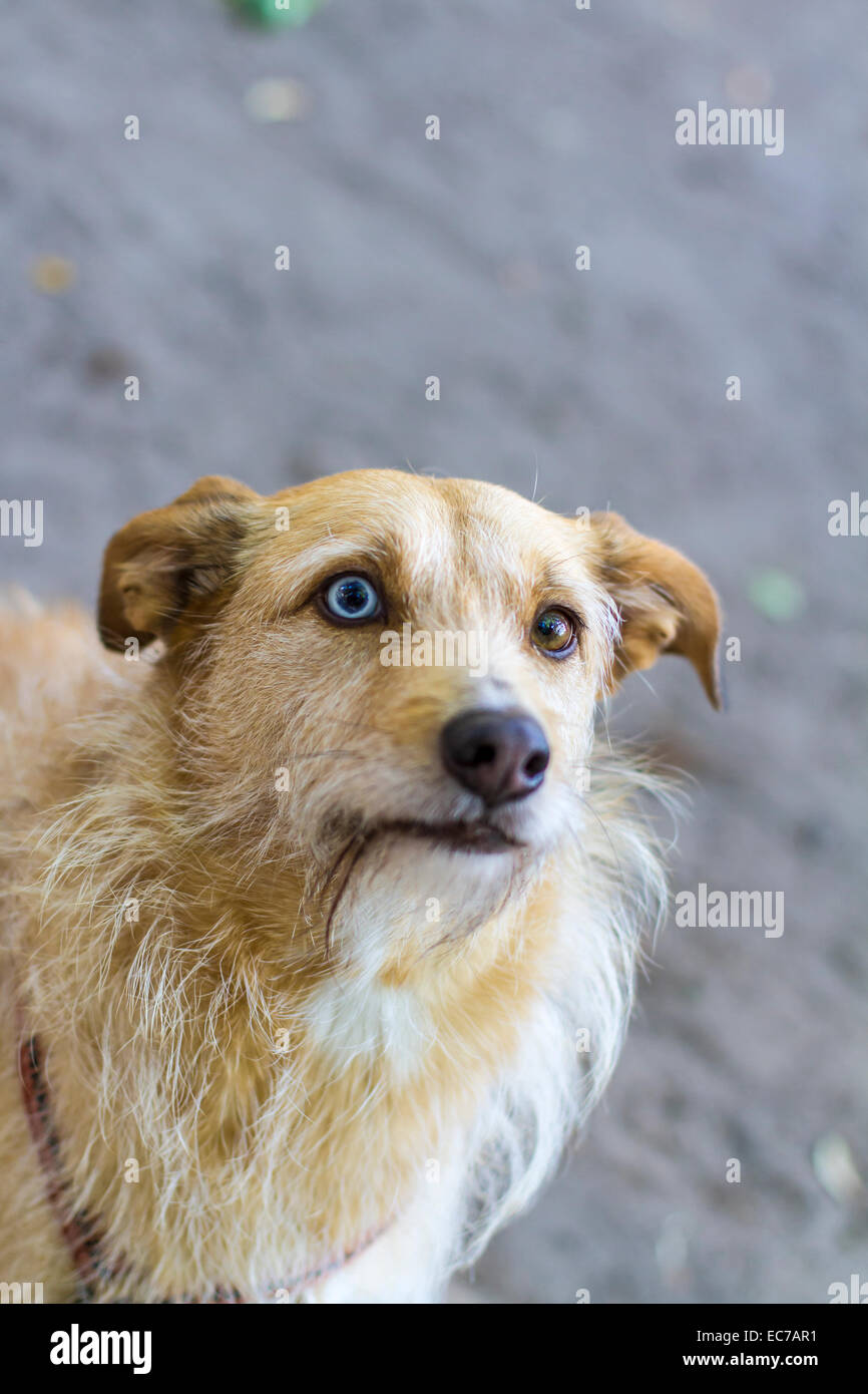 Portrait de mongrel avec yeux impairs Banque D'Images