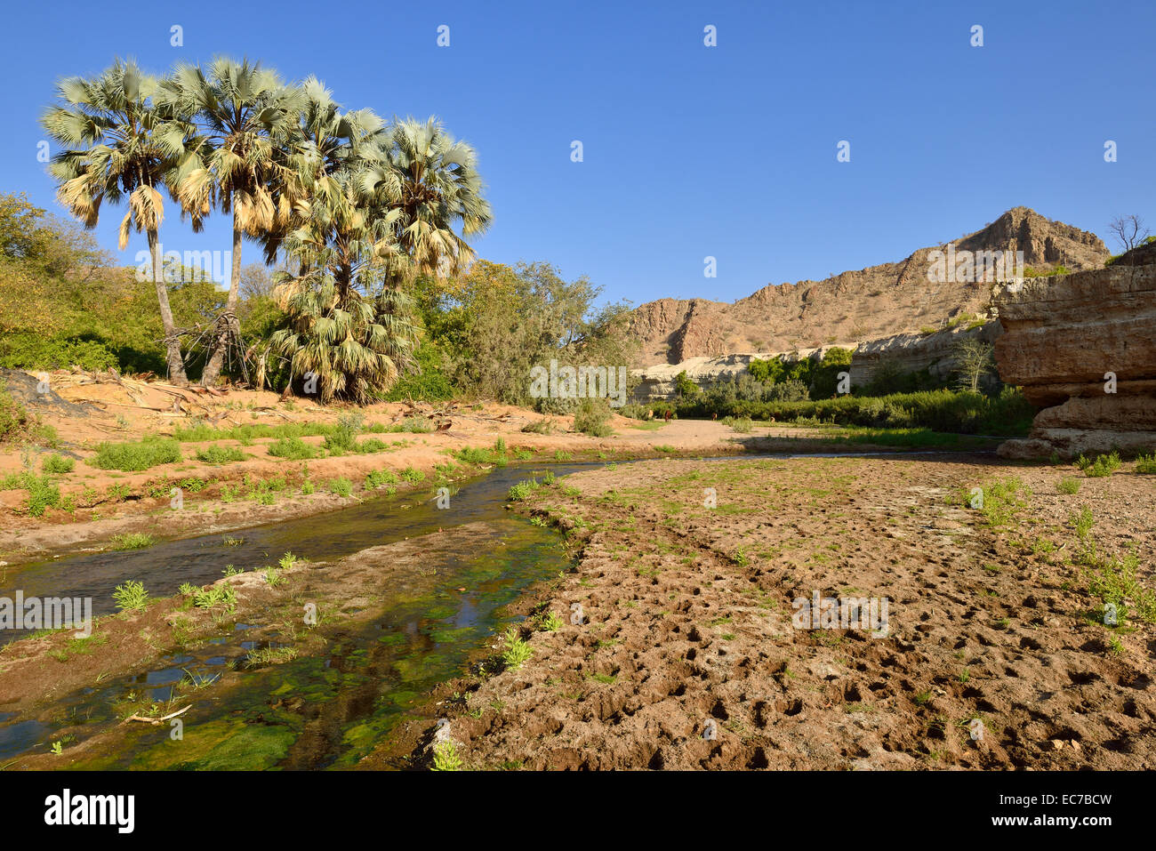 L'Afrique, Namibie, Province, Damaraland, Kunene River Valley près de Khowarib Warmquelle, Borassus aethiopum, palmiers Makalani Banque D'Images