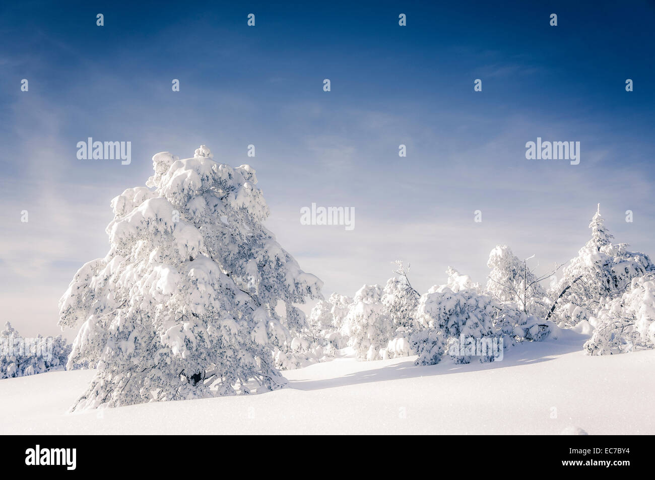 Allemagne, Bade-Wurtemberg, la neige a couvert des arbres à Forêt Noire Banque D'Images