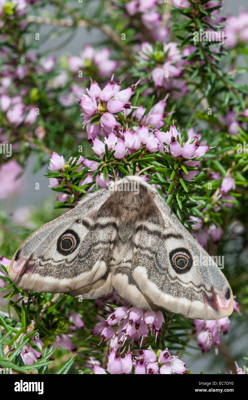 Papillon empereur : Saturnia pavonia. Des femmes. Banque D'Images