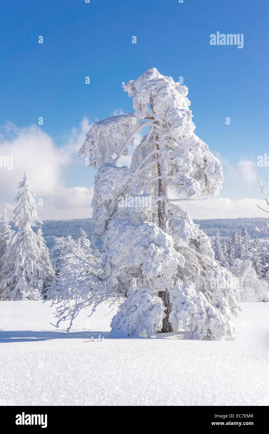 Allemagne, Bade-Wurtemberg, Forêt Noire, arbres couverts de neige au Schliffkopf Banque D'Images