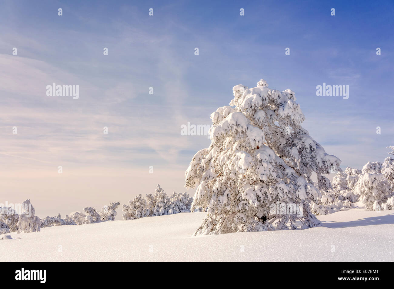 Allemagne, Bade-Wurtemberg, Forêt Noire, arbres couverts de neige au Schliffkopf Banque D'Images