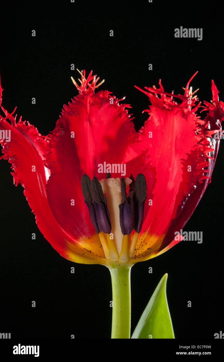 Tulipe : découper pour montrer la structure interne. Banque D'Images