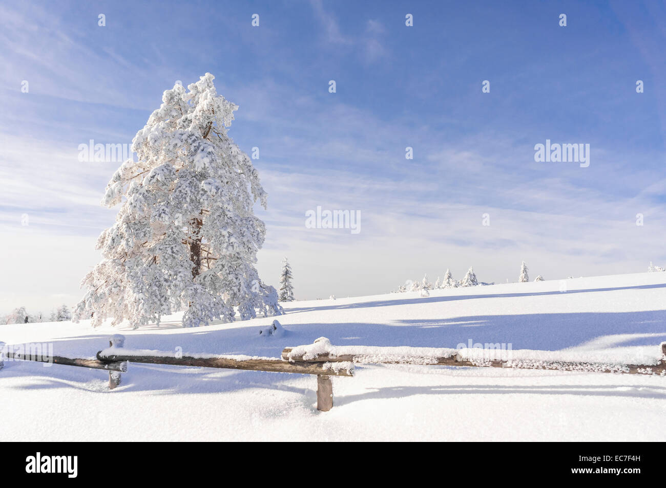 Allemagne, Bade-Wurtemberg, Forêt Noire, couverte de neige, sapin à la lumière du soleil Banque D'Images