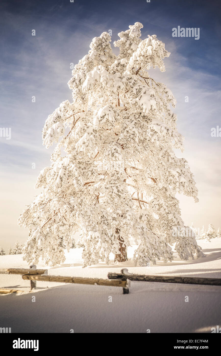 Allemagne, Bade-Wurtemberg, Forêt Noire, couverte de neige, sapin à la lumière du soleil Banque D'Images