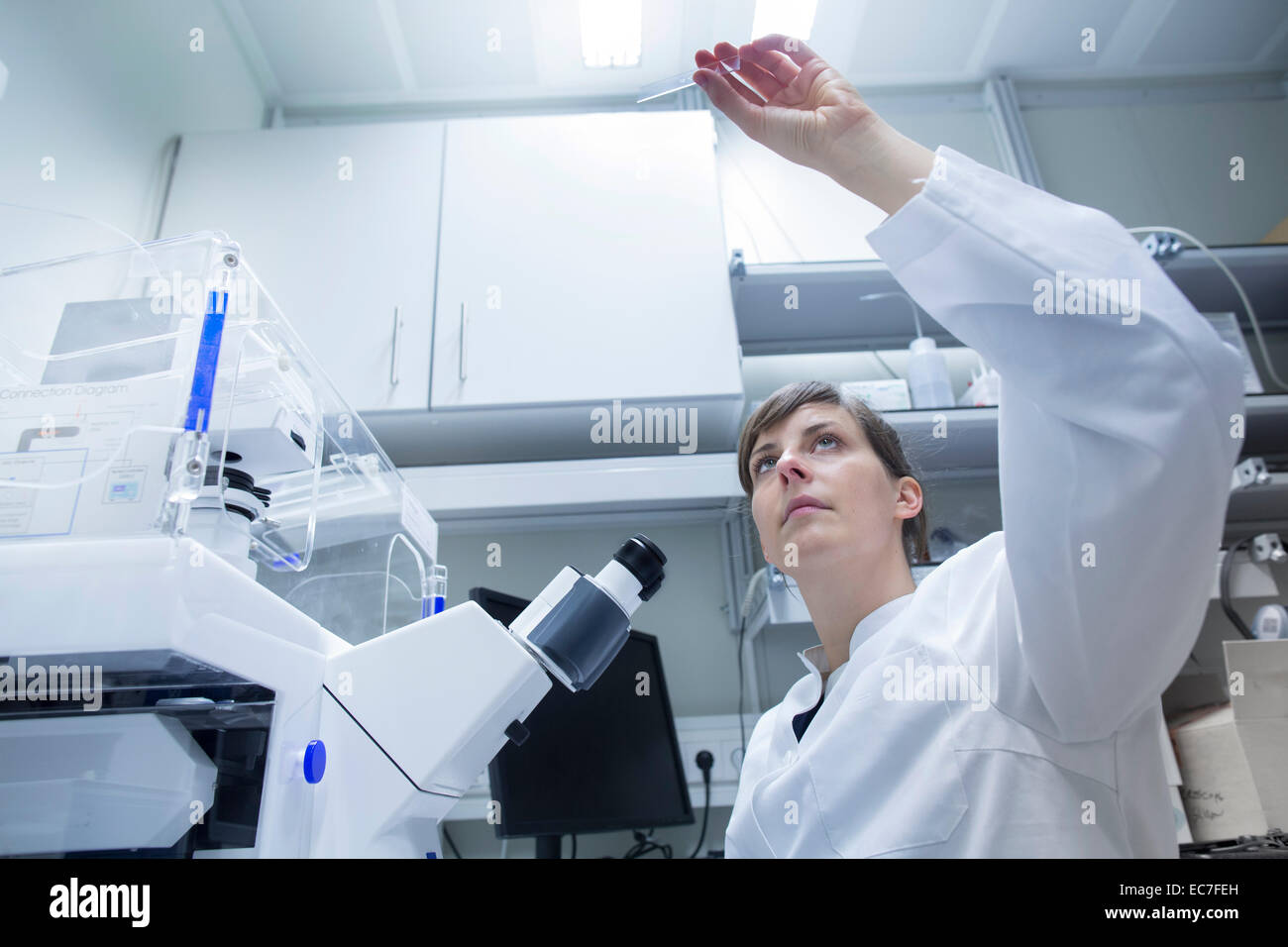 Jeune femme chercheur en sciences naturelles travaillant au laboratoire Banque D'Images