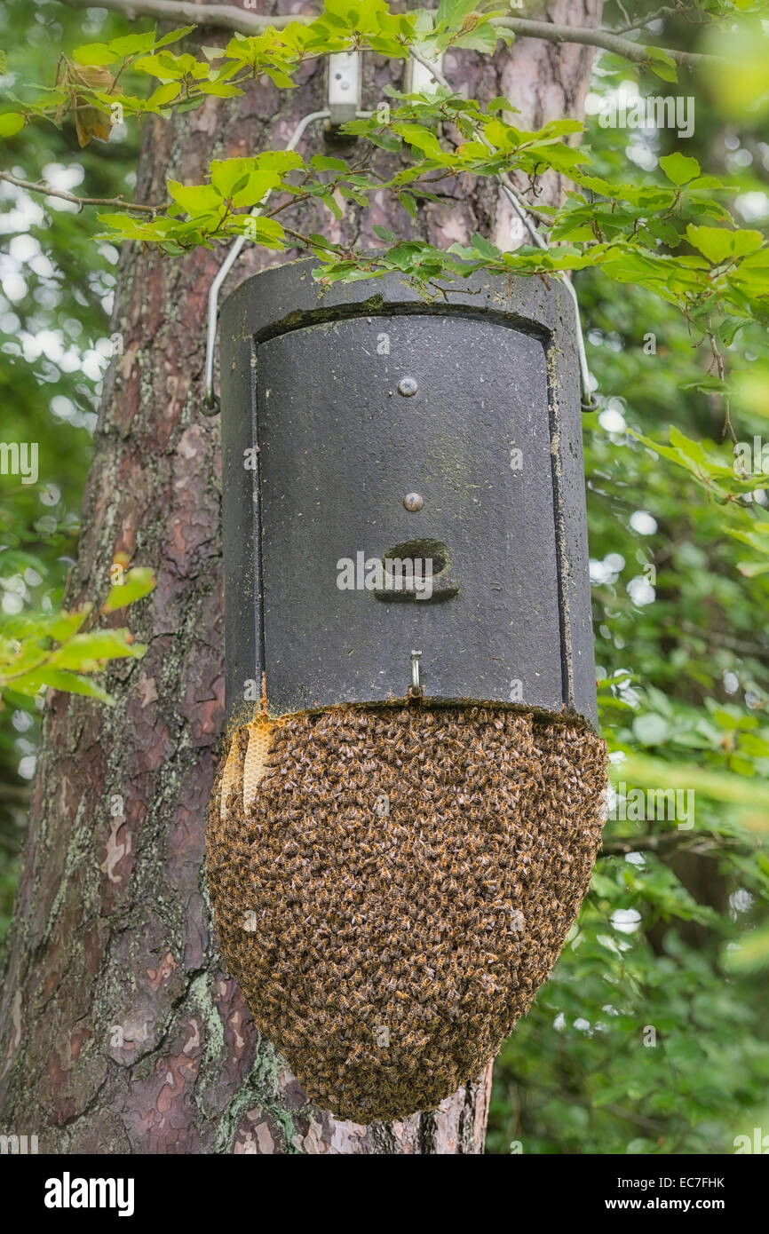 Nichoir chauve souris Banque de photographies et d’images à haute — free download