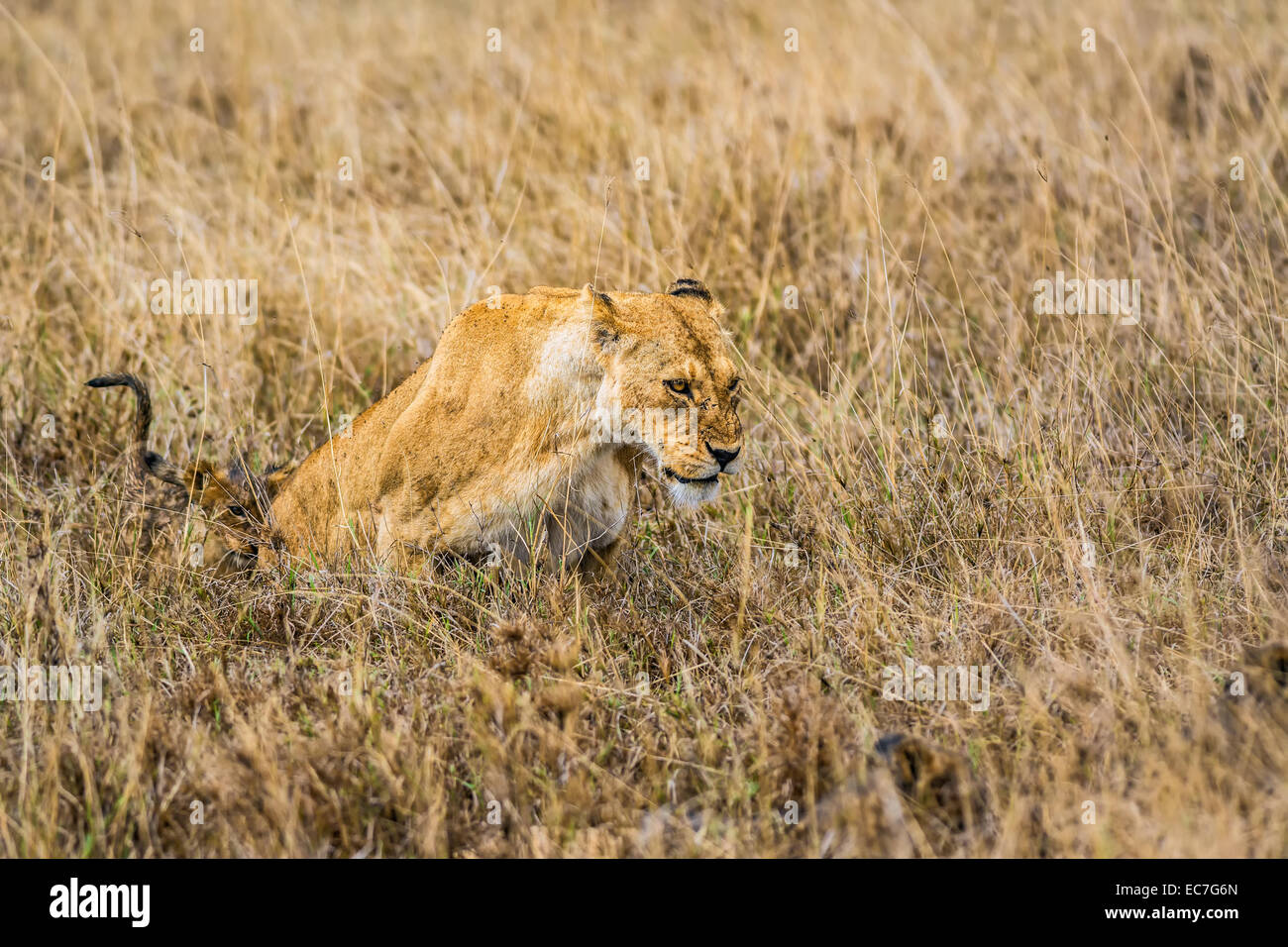 Lionne avec un cub dans le cratère du Ngorongoro, Tanzanie Banque D'Images