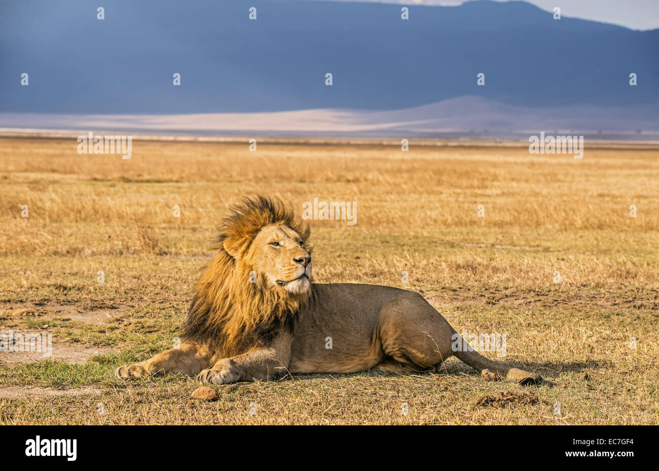 Seul lion reposant dans le cratère du Ngorongoro, Tanzanie Banque D'Images