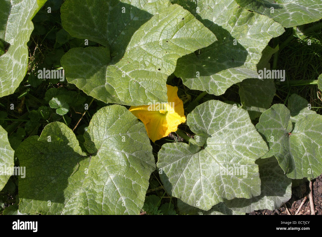 Plante avec des fleurs de courge musquée Banque D'Images
