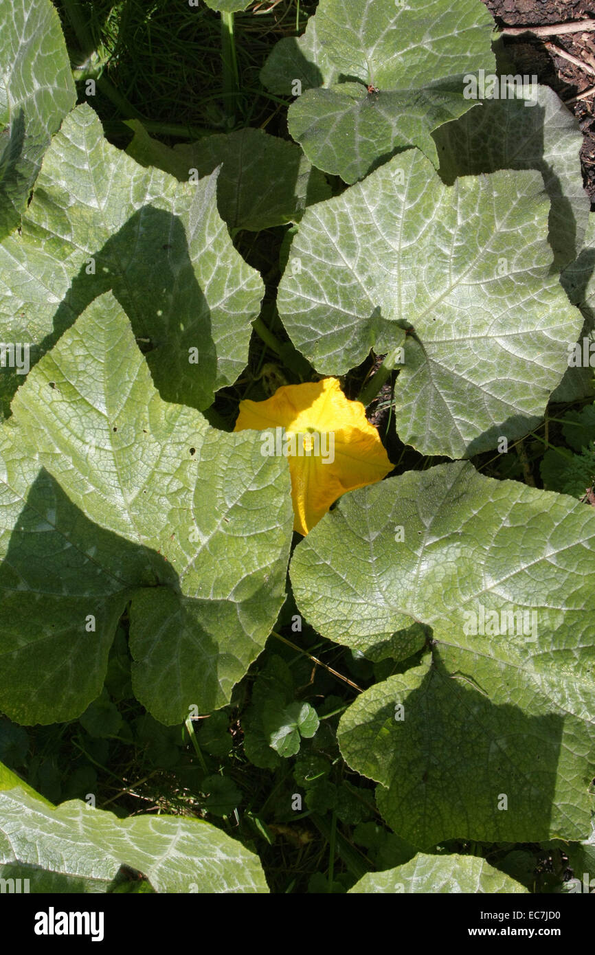 Plante avec des fleurs de courge musquée Banque D'Images