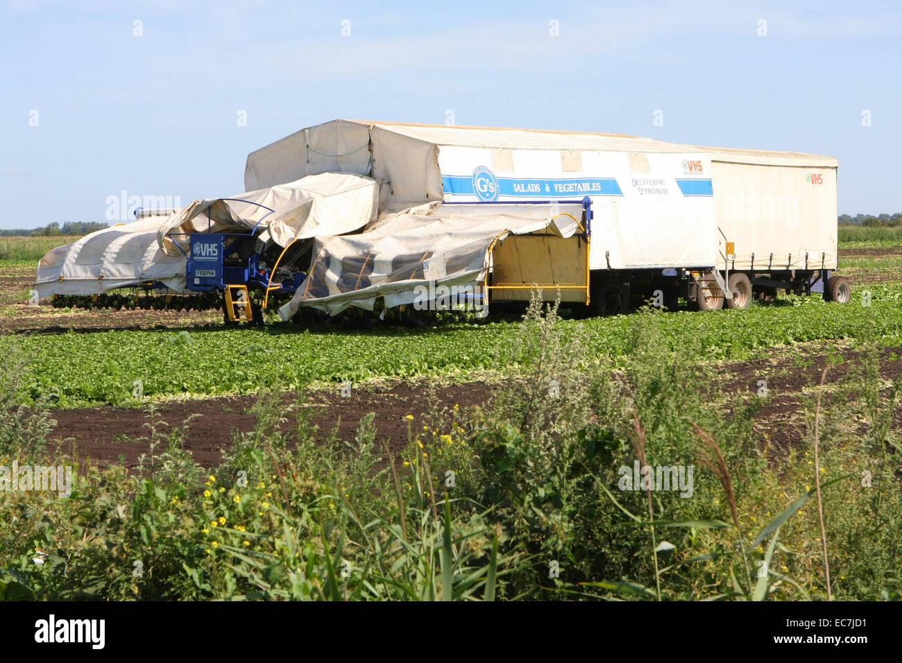 G's Growers machine à cueillir la laitue Banque D'Images