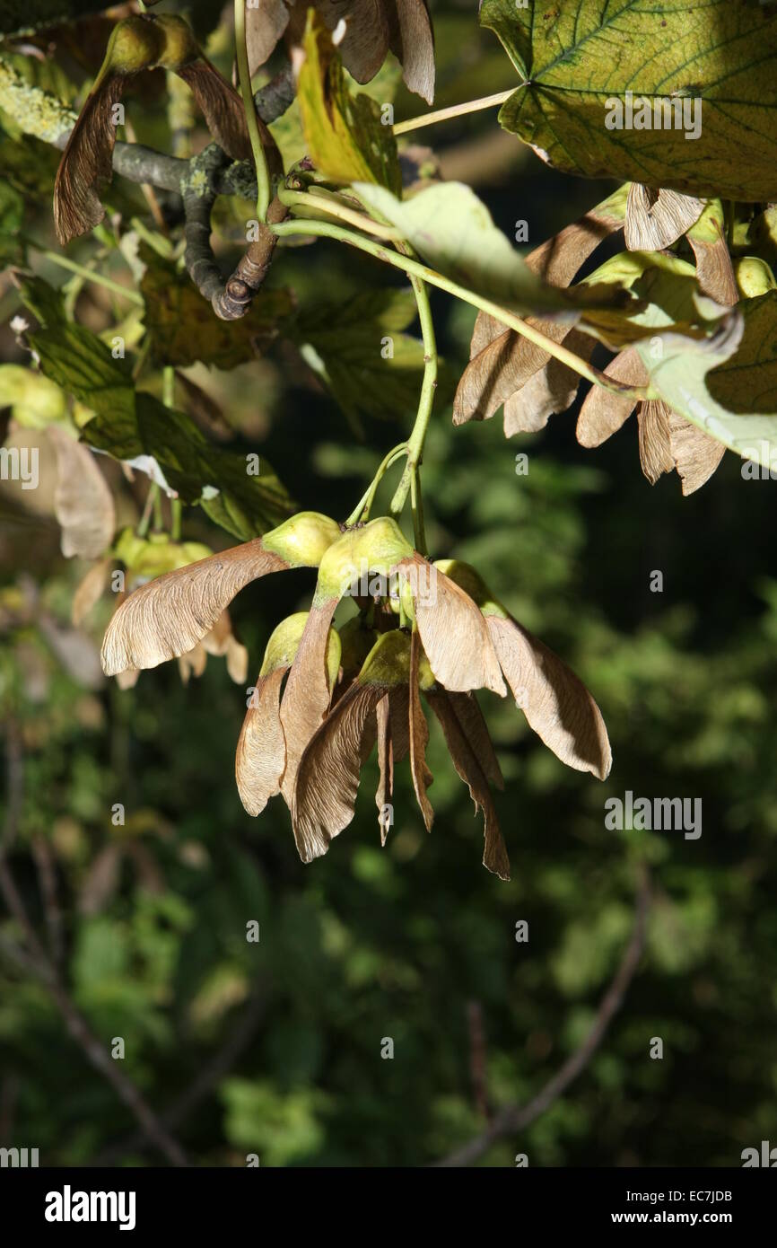 Graines acer pseudoplantus Sycamore Banque D'Images