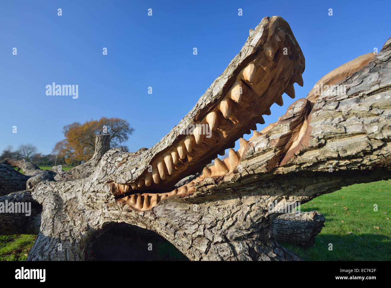 Sculpture Crocodile dans arbre tombé Stratford Park, Stroud Banque D'Images