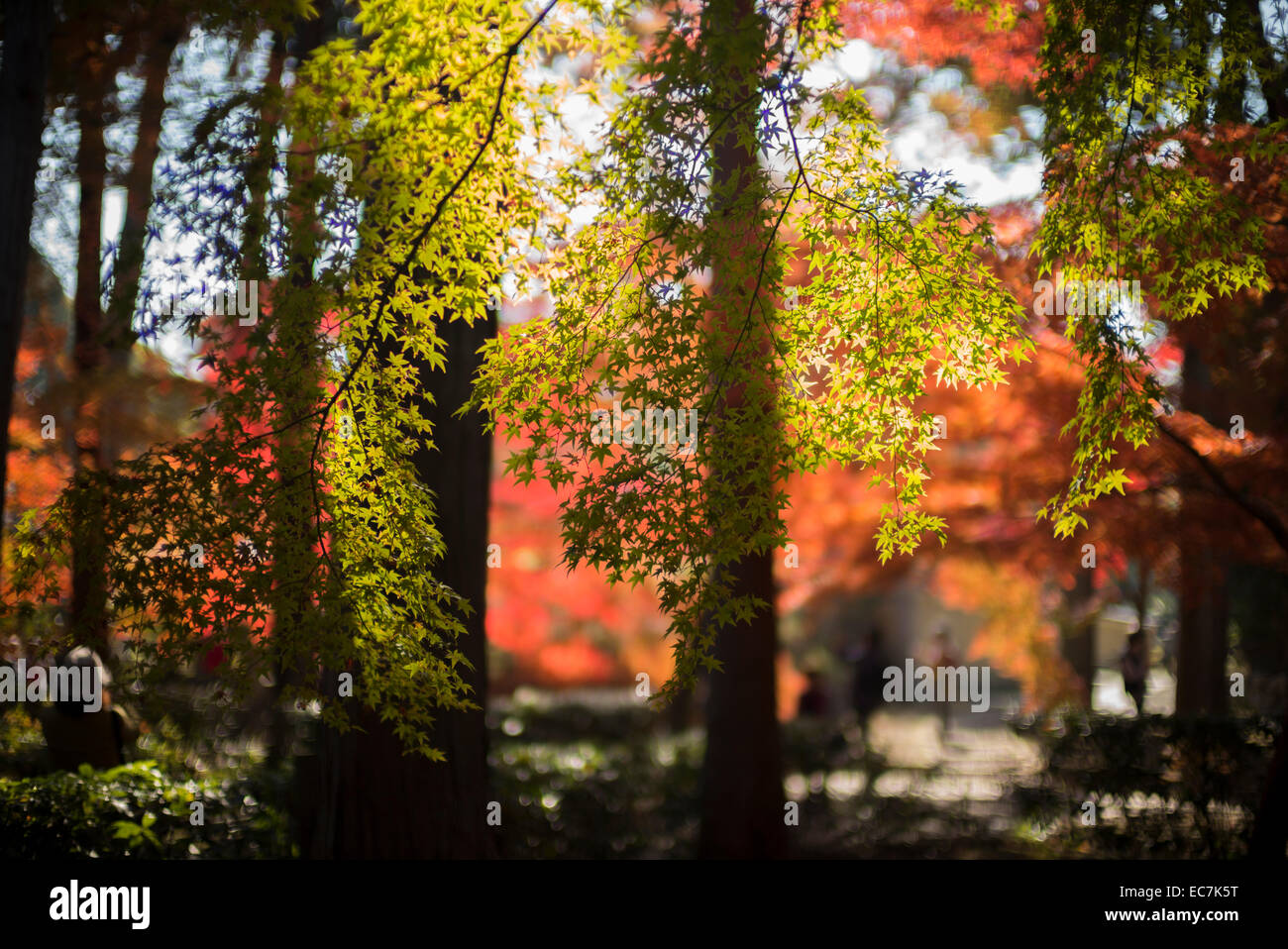 Couleurs d'automne au shinnyo-do, Kyoto, Japon. Banque D'Images