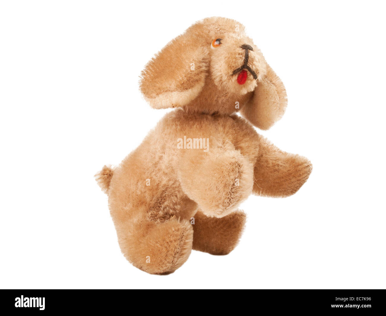 Vieux chien toy isolated on white background, studio shot Banque D'Images