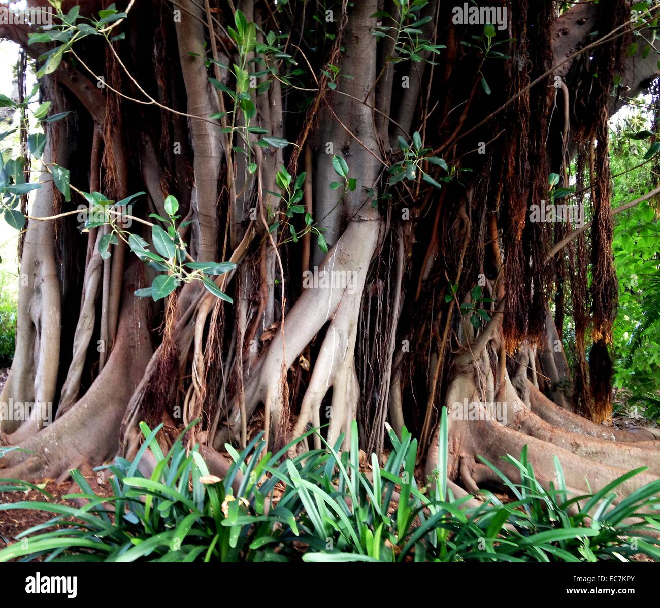 Llianas et renforcer les racines sur un arbre tropical dans les jardins botaniques (parc), Melbourne, Australie. Liana est une tige, la vigne qui sont enracinés dans le sol au niveau du sol et de l'utilisation des arbres, ainsi que les autres moyens d'appui vertical, pour grimper jusqu'à l'auvent d'avoir accès à des endroits bien éclairés de la forêt. Les lianes sont particulièrement caractéristique des forêts de feuillus humides tropicales et humides, y compris les forêts pluviales tempérées Banque D'Images