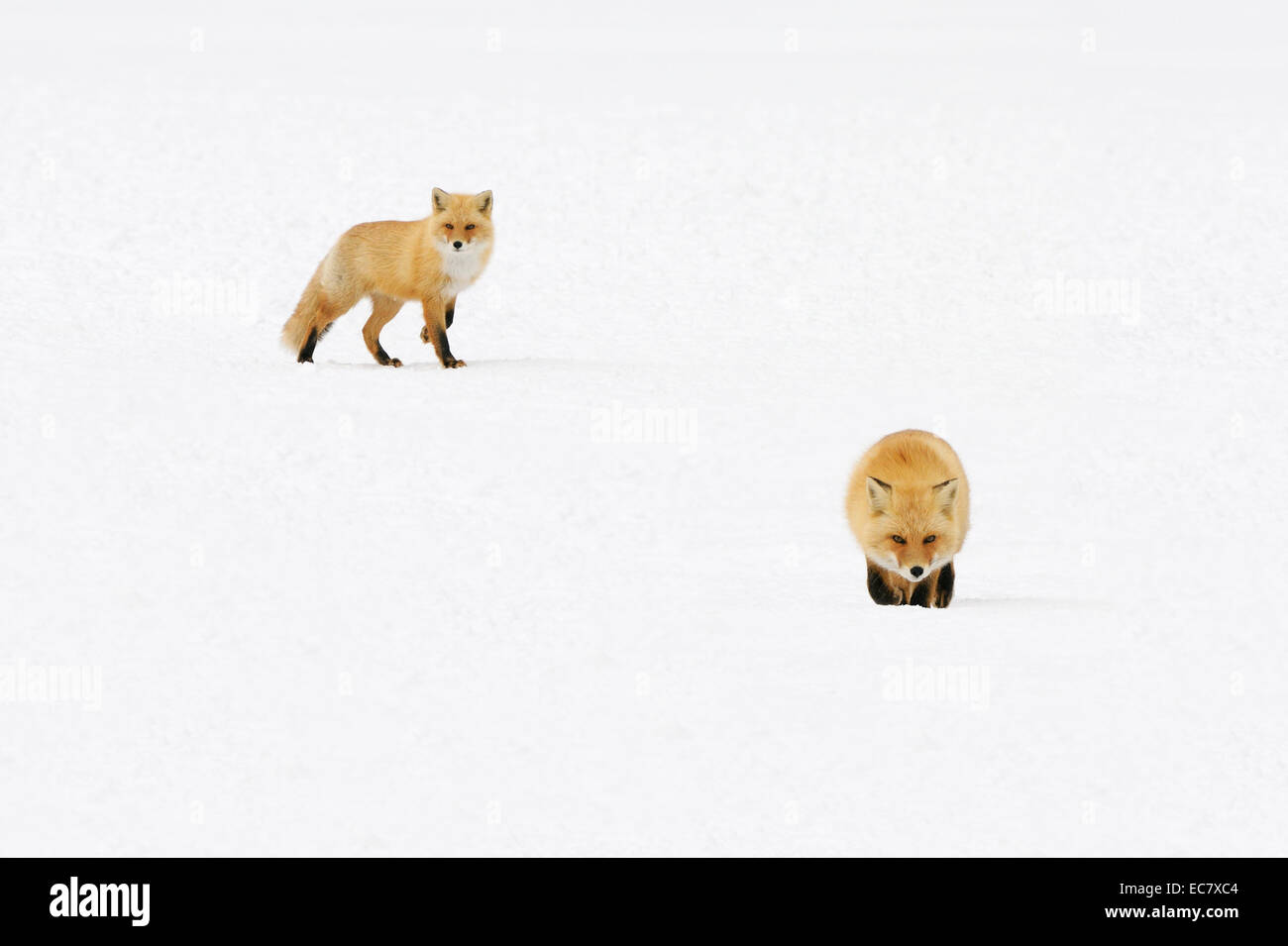 Vulpes Vulpes Japonica Banque d'image et photos Alamy