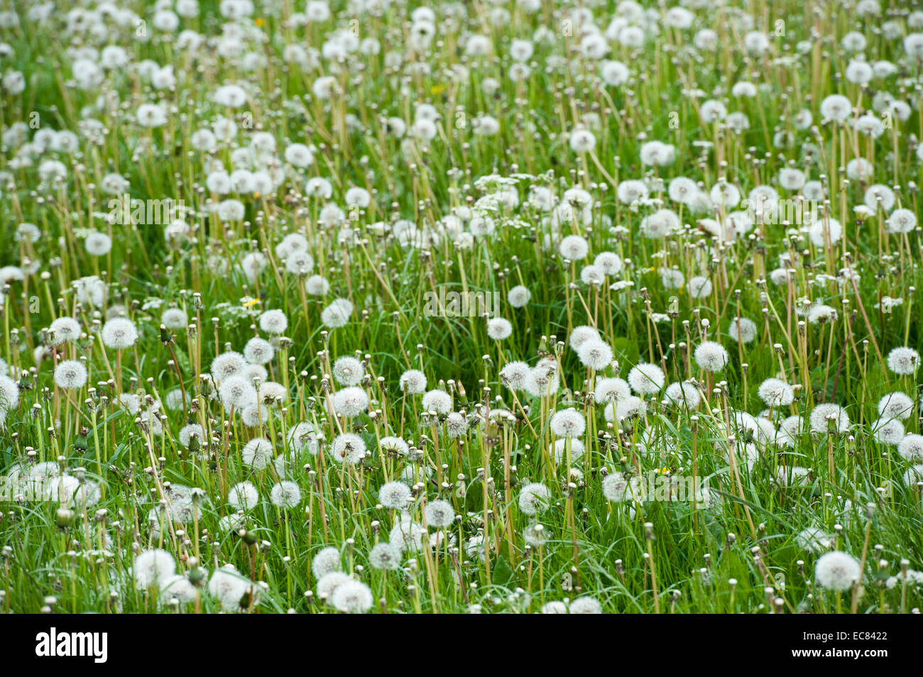 Déposé plein de pissenlit commun (Taraxacum officinalis) dans le Yorkshire, UK Banque D'Images