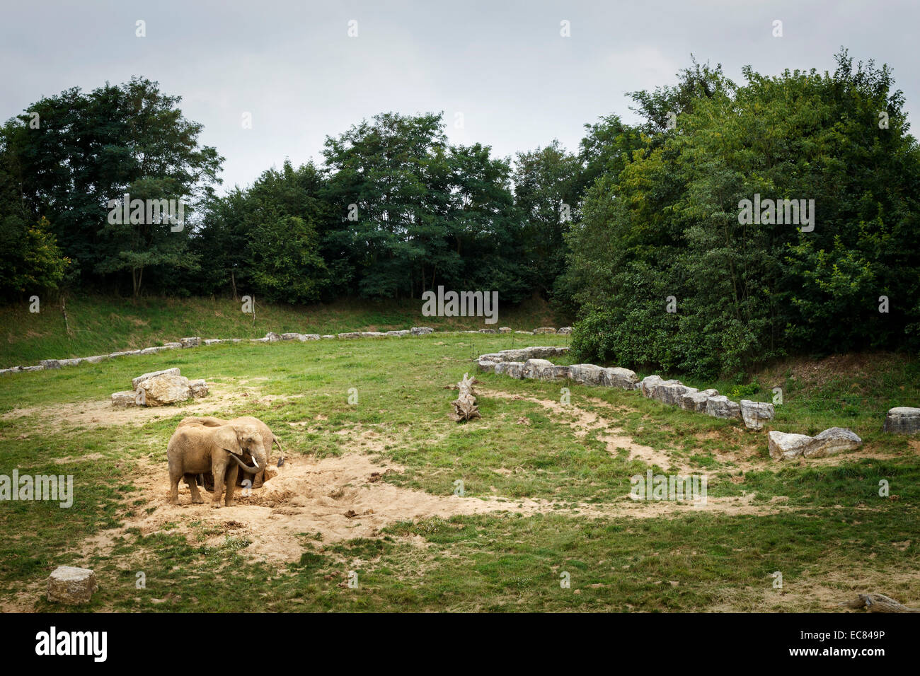 Le zoo parc de Beauval, éléphants, France. Banque D'Images