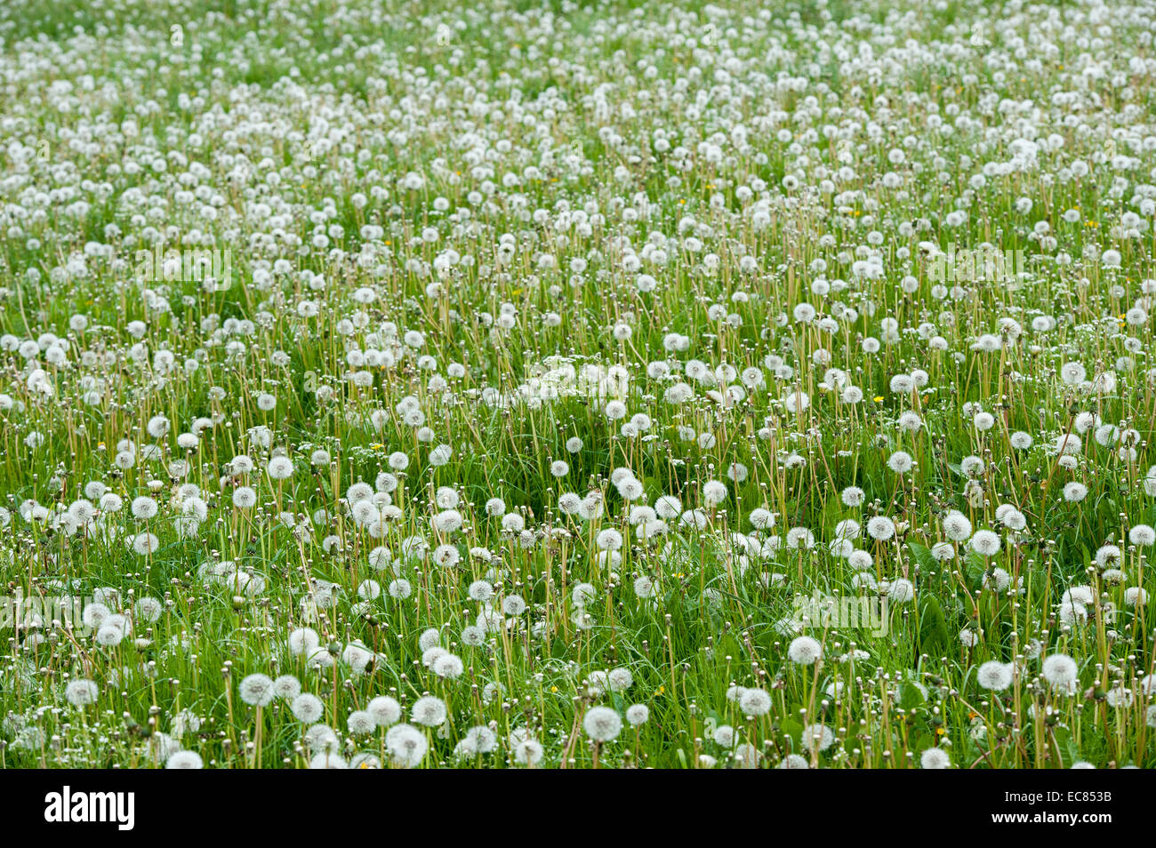 Déposé plein de pissenlit commun (Taraxacum officinalis) dans le Yorkshire, UK Banque D'Images