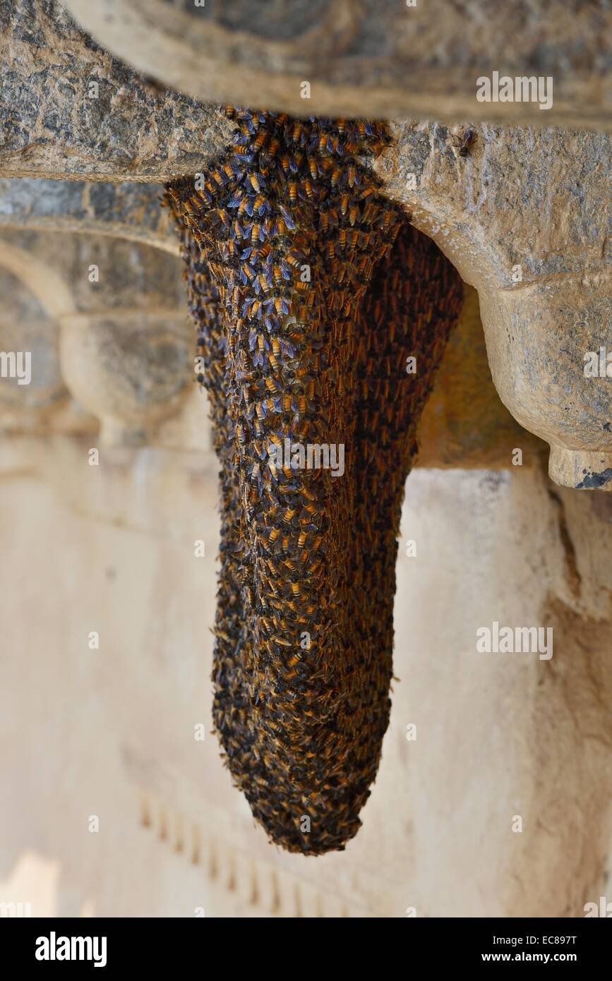 L'Inde, Rajasthan, Région de Mewar, ville de Bundi, essaim d'abeilles en Garh Palace Banque D'Images