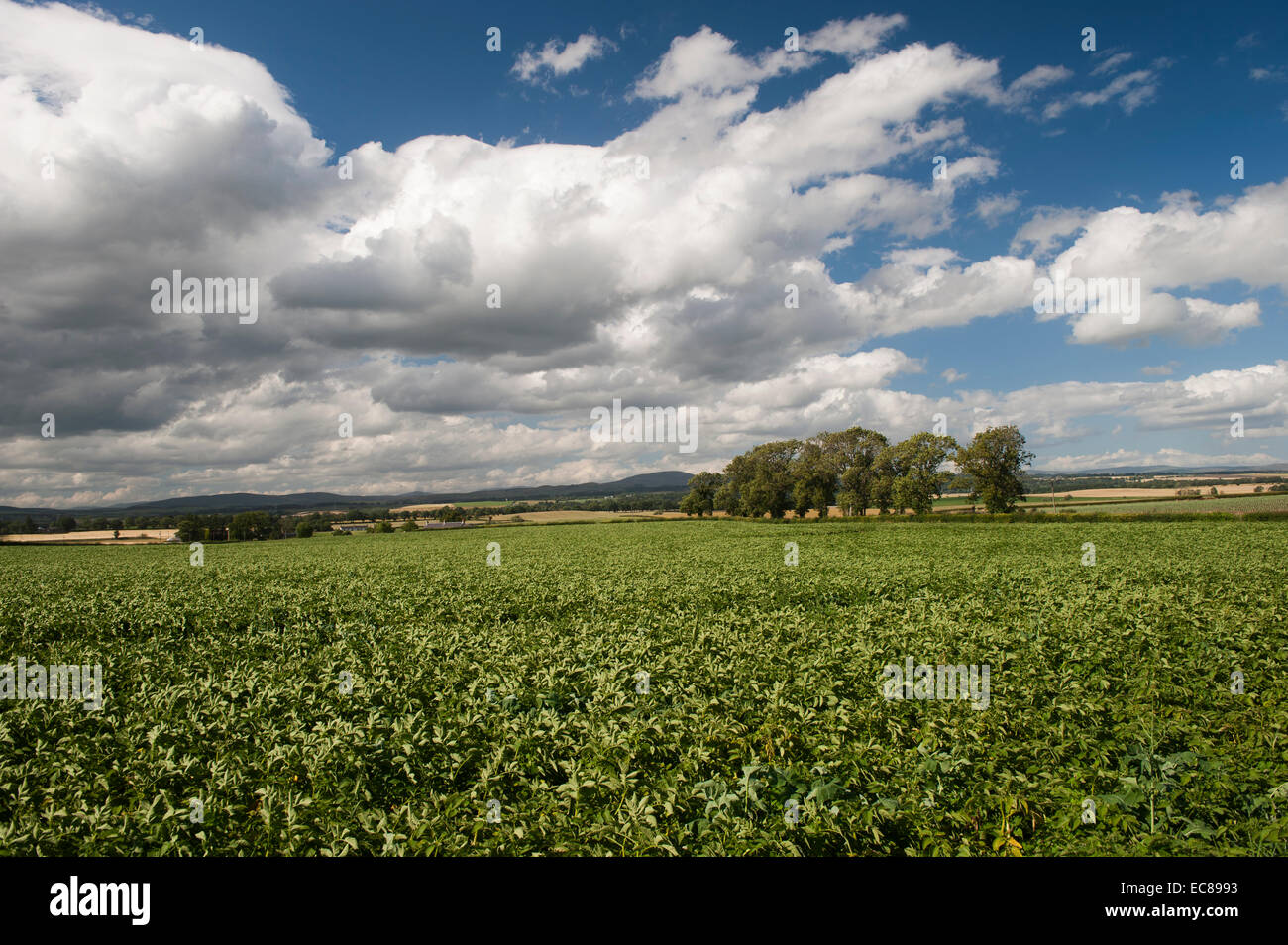 De plus en plus la culture de pommes de terre en bonne santé en Ecosse. Banque D'Images