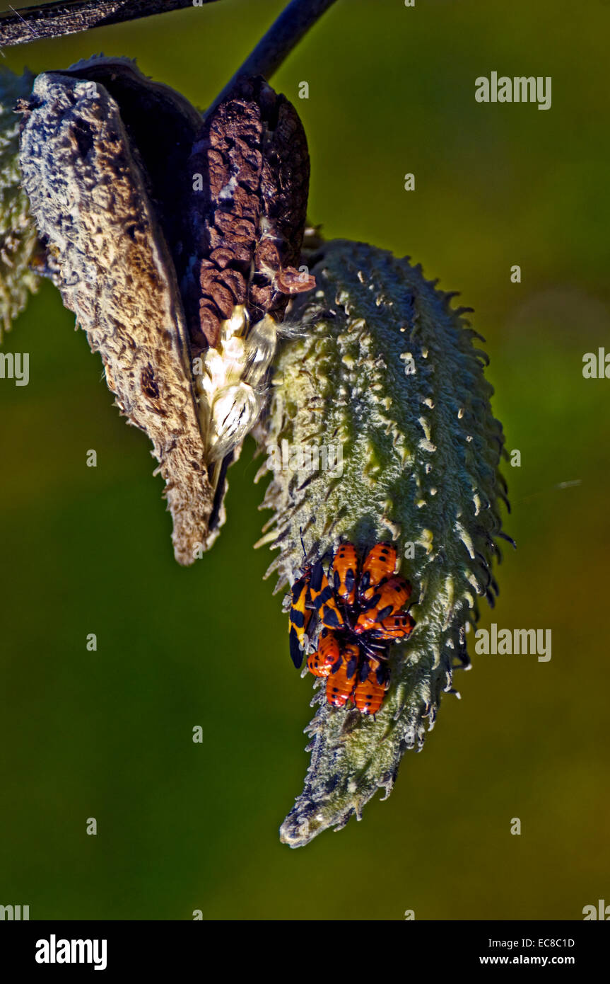 Close up de l'ouverture, avec les gousses d'asclépiades bugs sur les gousses d'asclépiade, Banque D'Images