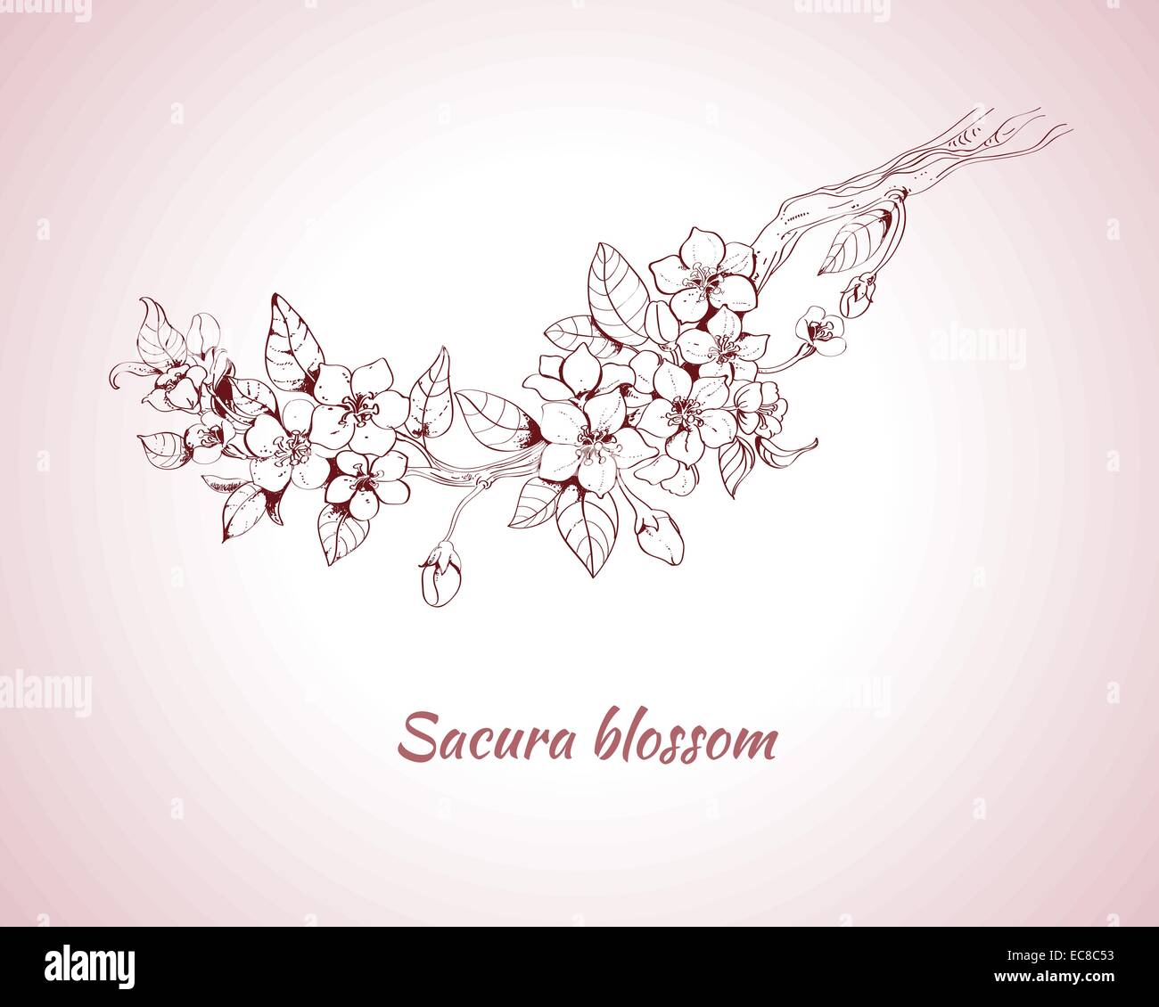 Sakura blossom impression décorative sur fond rose sketch vector illustration Illustration de Vecteur