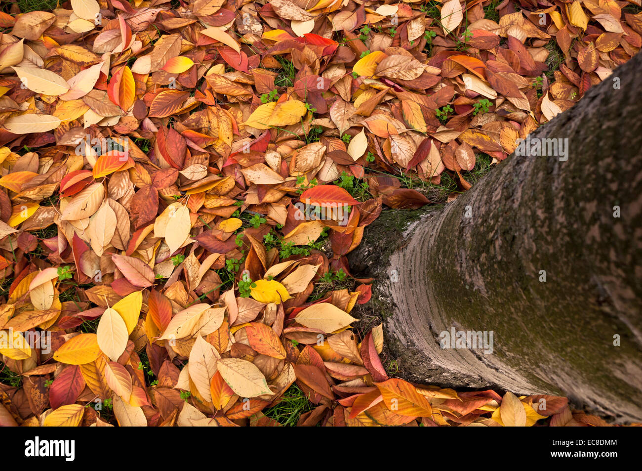 POV de au-dessus d'un tronc d'arbre avec des feuilles sur le terrain Banque D'Images